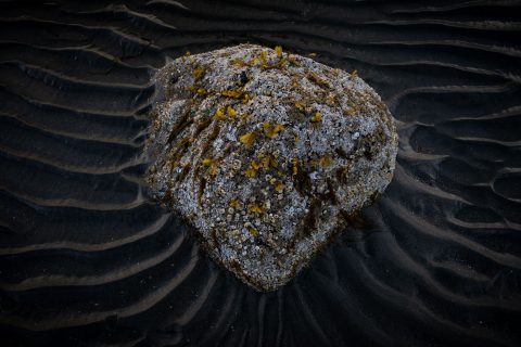 Rock with marine lichen surrounded by sand with ridges on a beach in Haida Gwaii